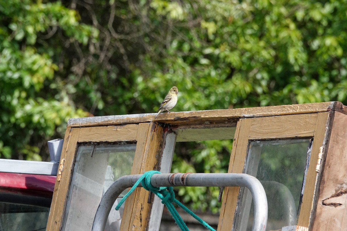 Black-chinned Siskin - ML644500784