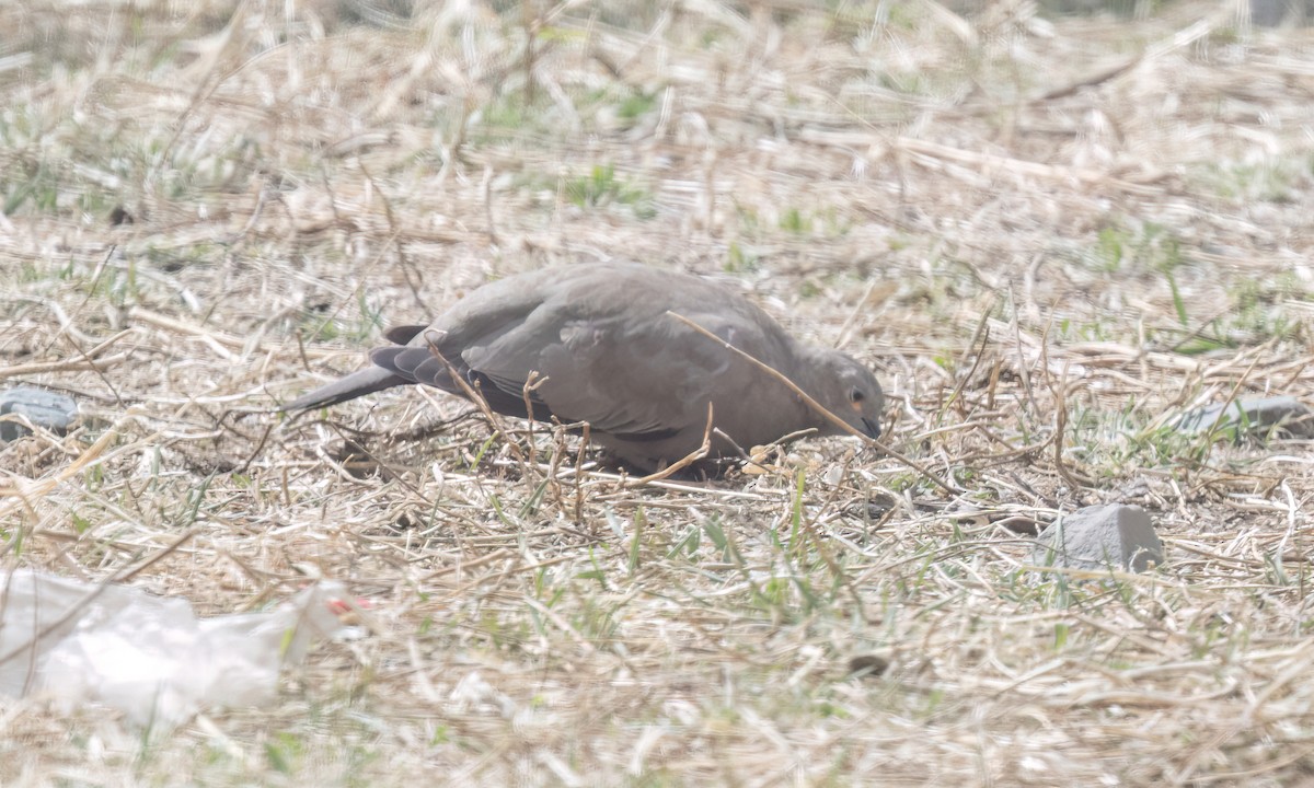 Black-winged Ground Dove - ML644500787