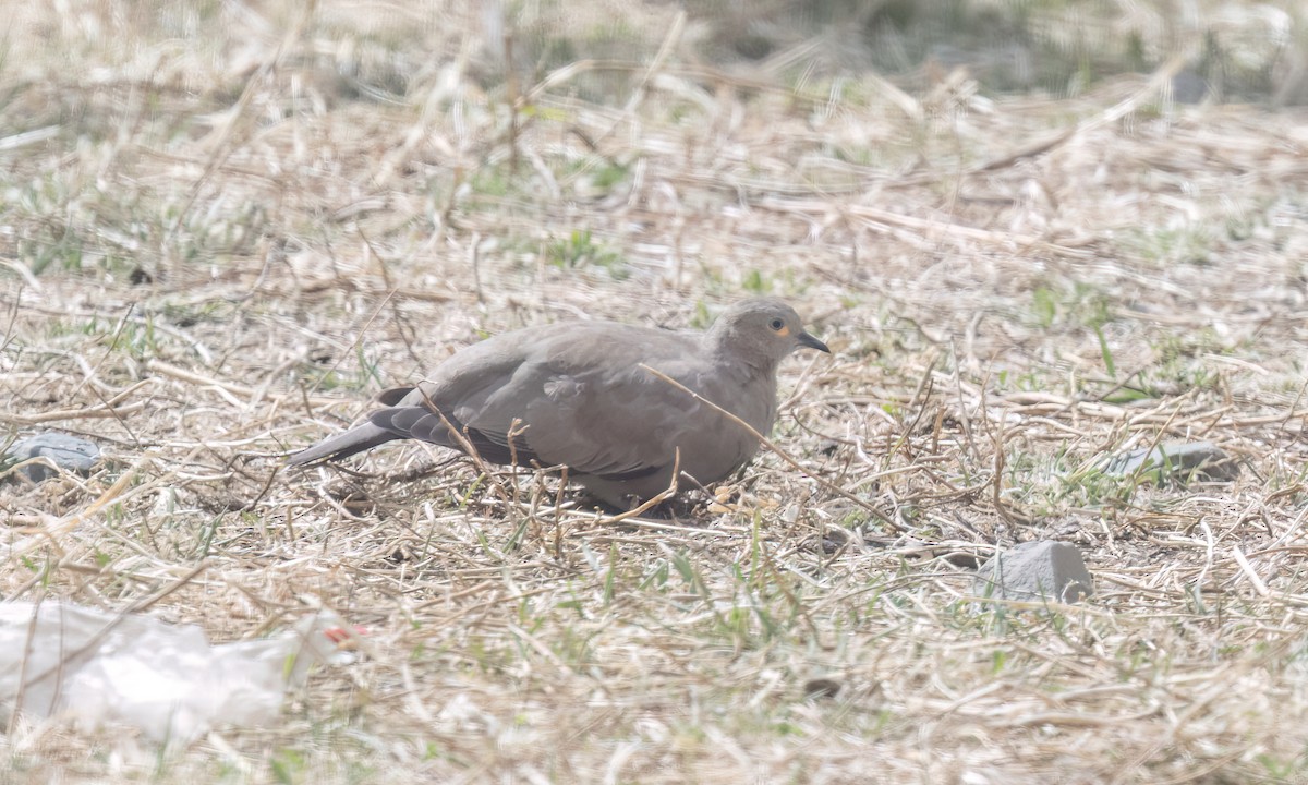 Black-winged Ground Dove - ML644500788