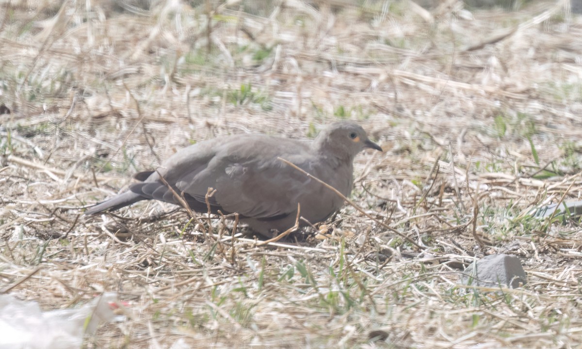 Black-winged Ground Dove - ML644500789