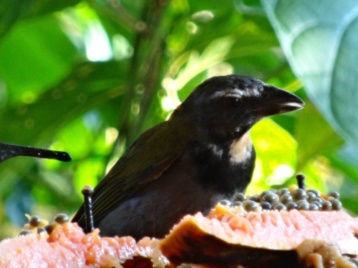 Buff-throated Saltator - ML644500798