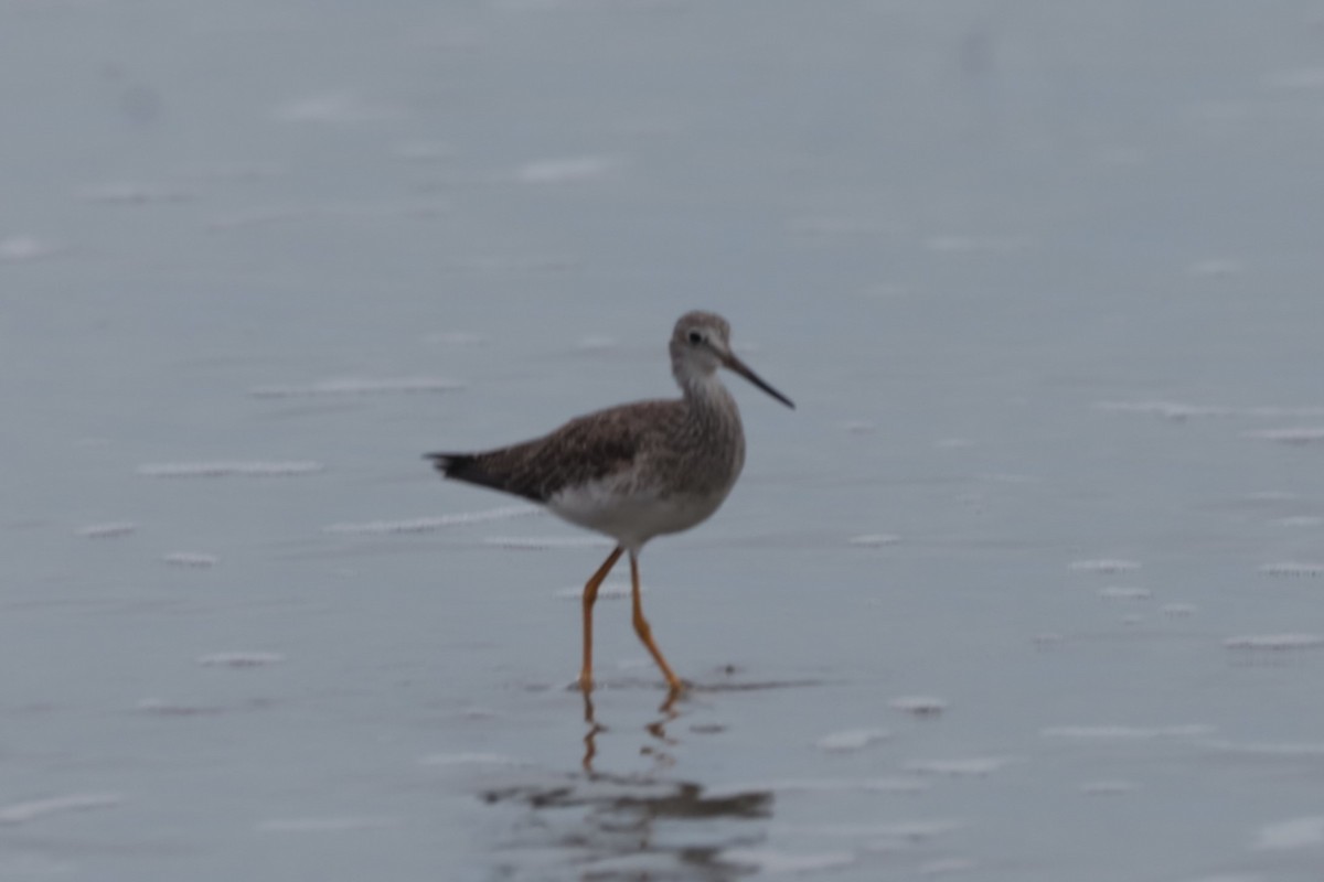 Greater Yellowlegs - ML644500800