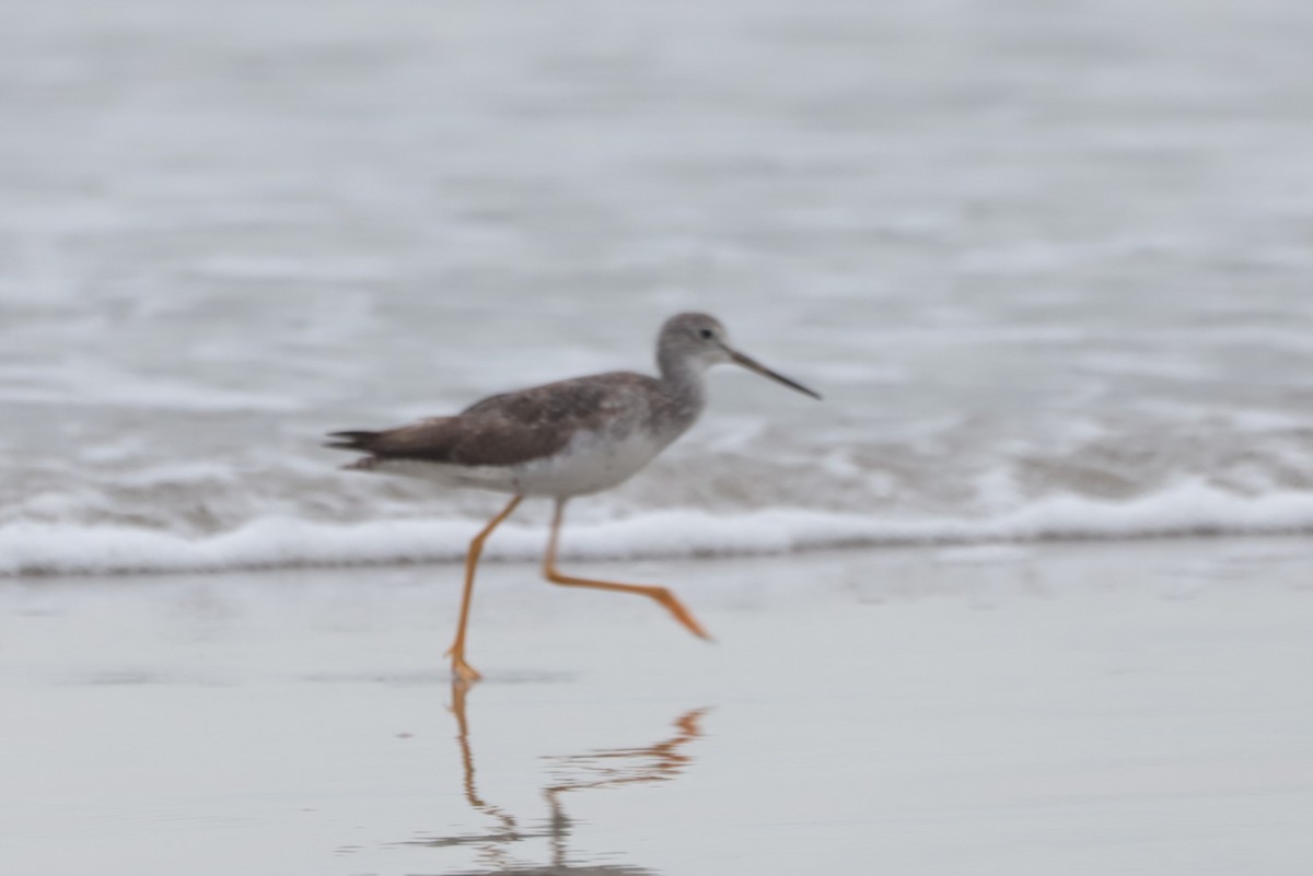 Greater Yellowlegs - ML644500801