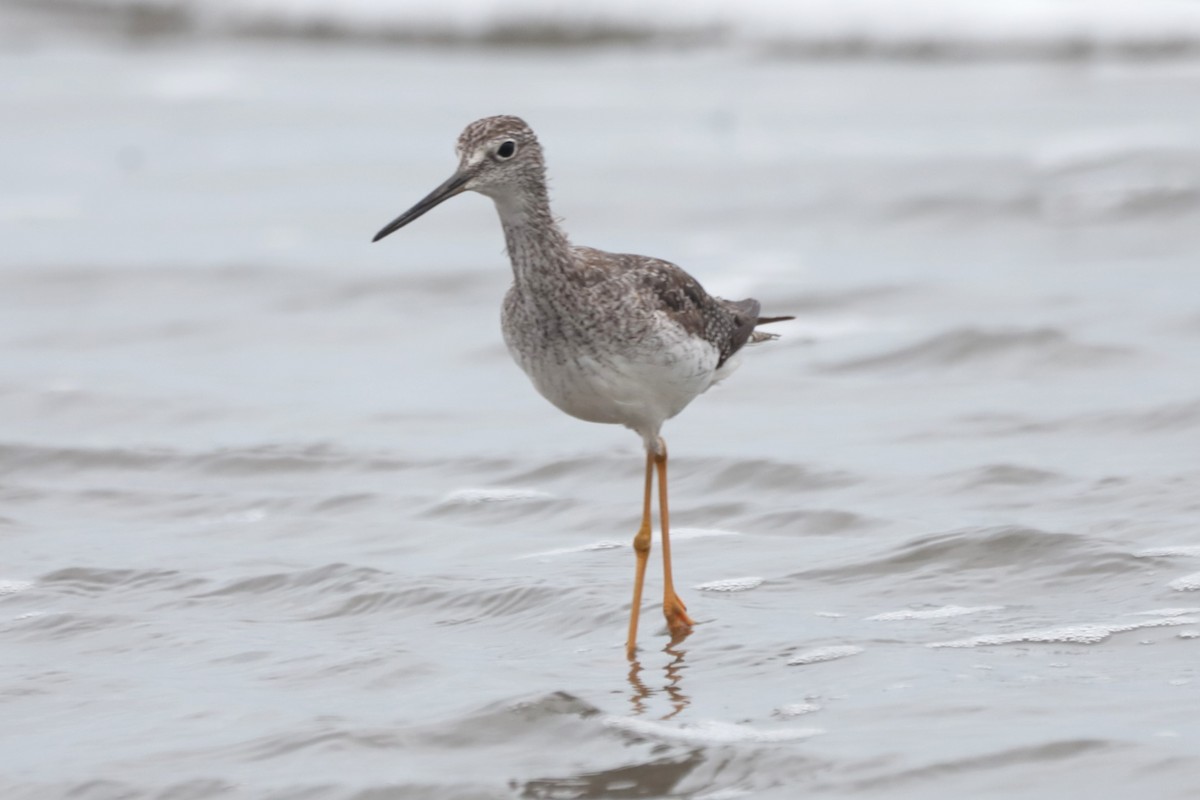 Greater Yellowlegs - ML644500802