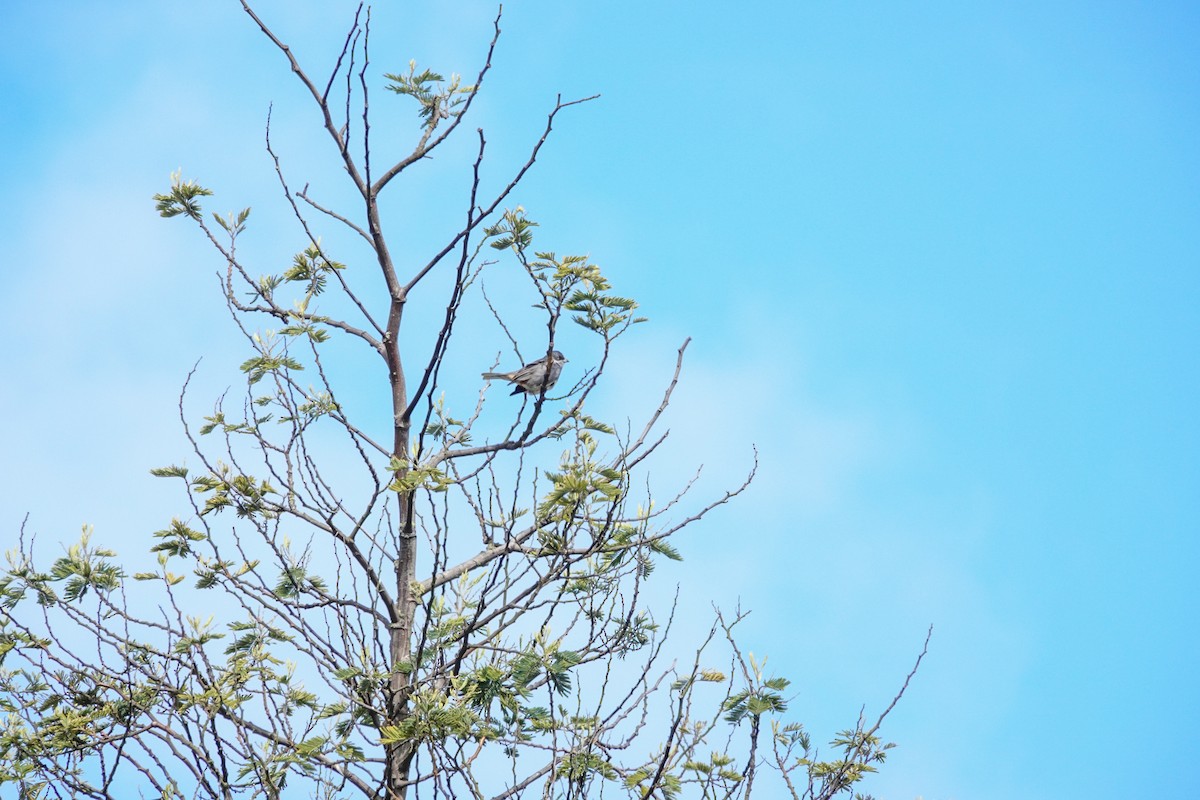 Diuca Finch - ML644500804