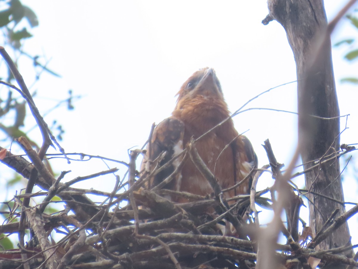 Square-tailed Kite - ML644500811