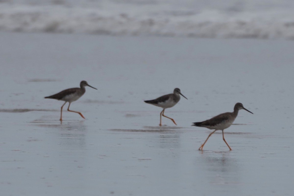 Greater Yellowlegs - ML644500812