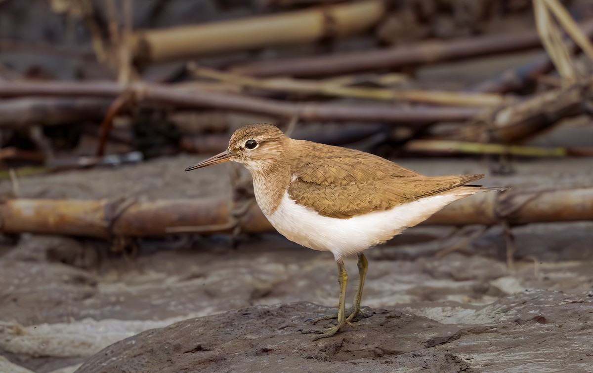 strandsnipe - ML644500813