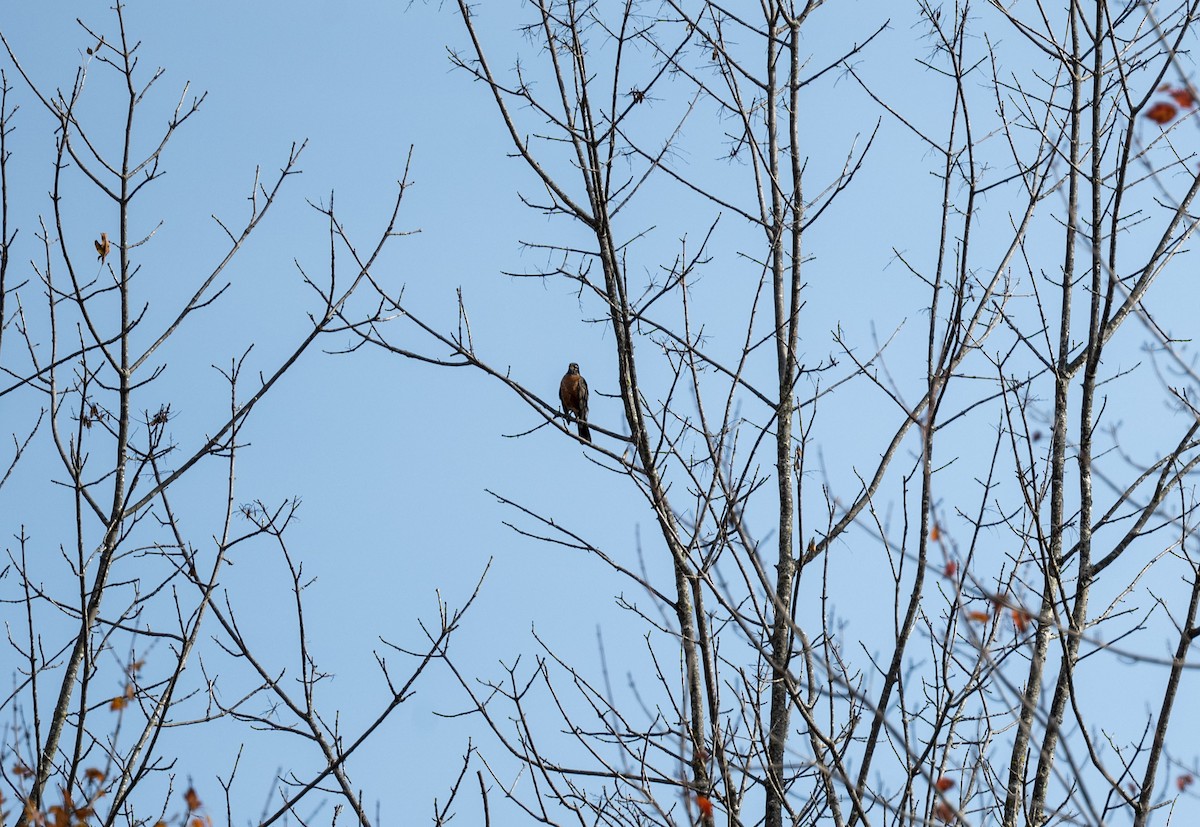 Merle d'Amérique - ML644500815