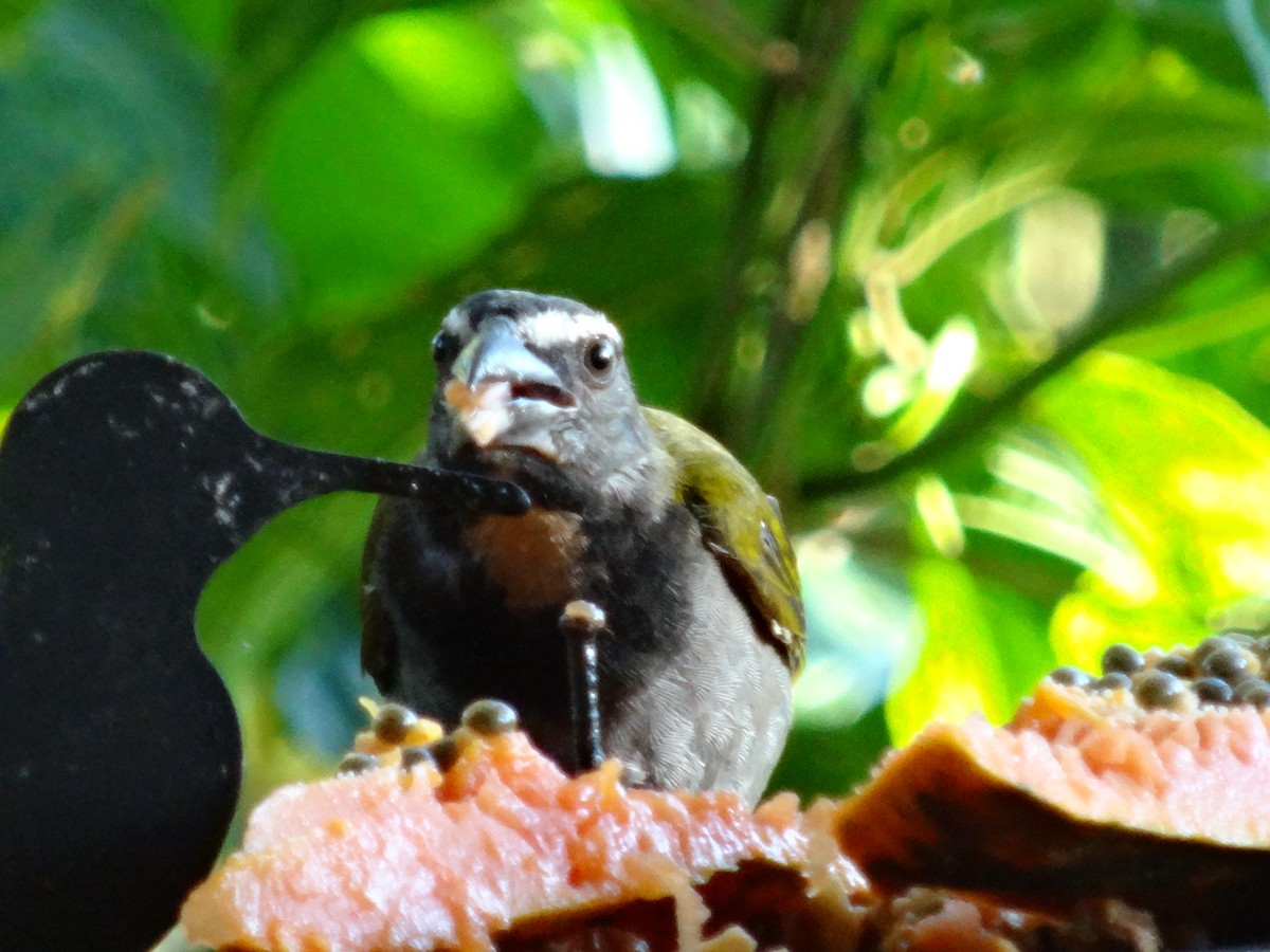 Buff-throated Saltator - ML644500816