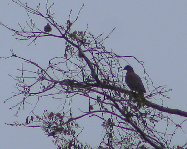 Paloma Colorada - ML644500821