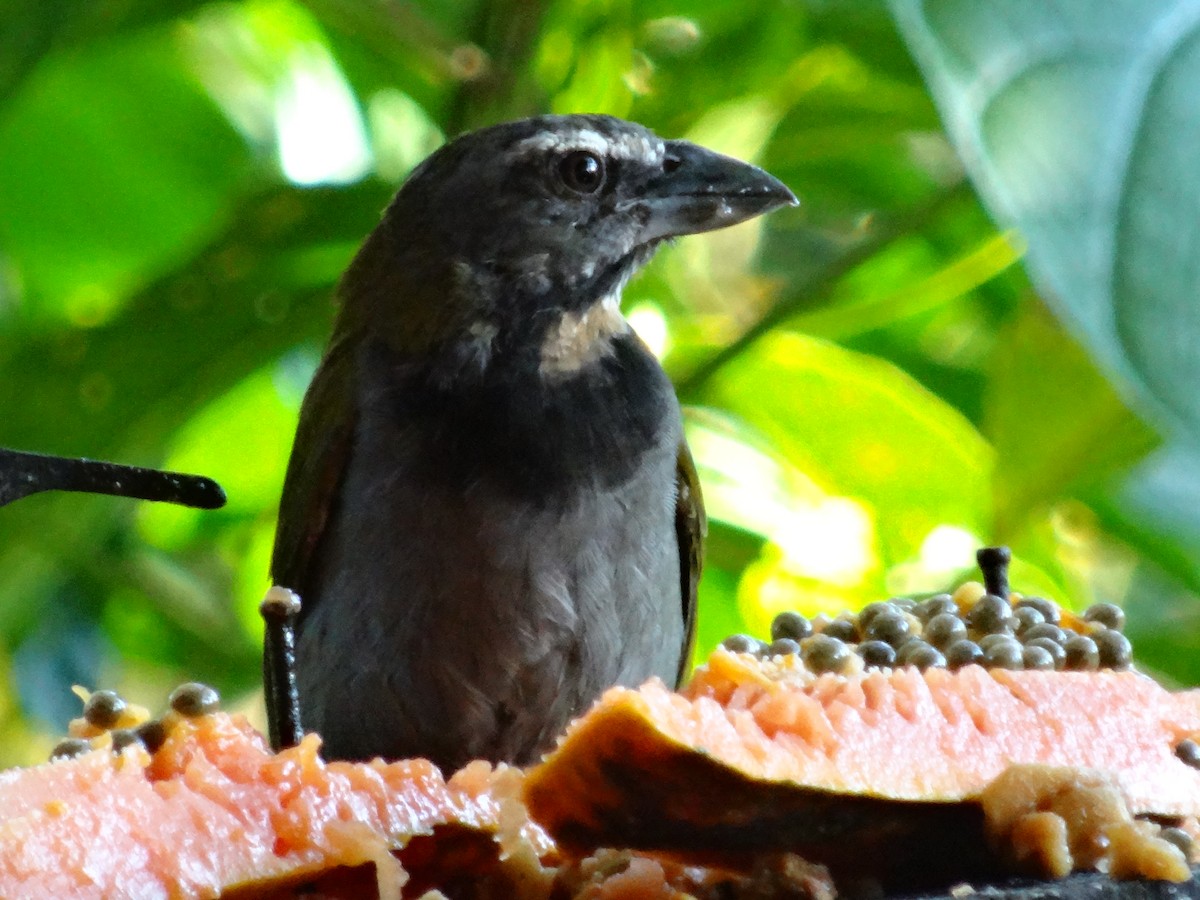 Buff-throated Saltator - ML644500823