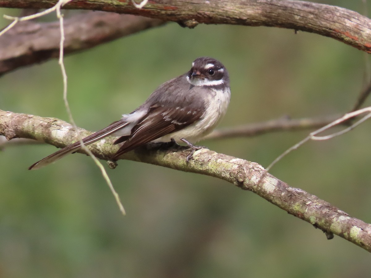 Gray Fantail - ML644500825