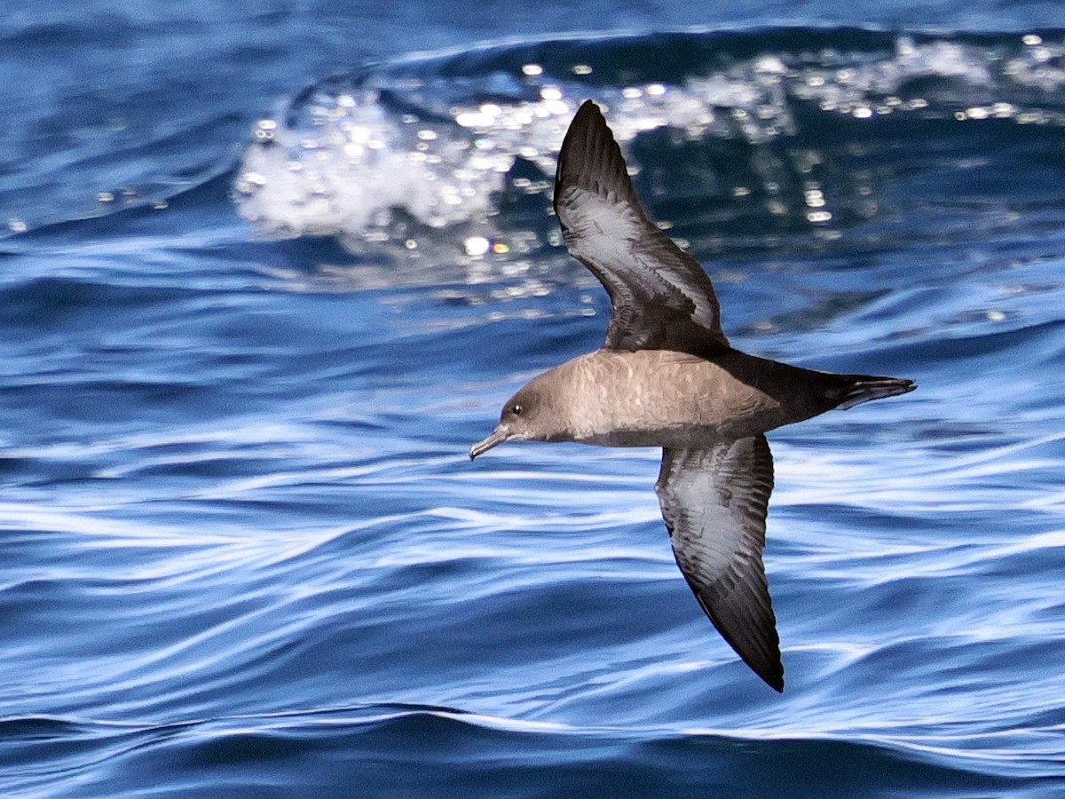 Puffin fuligineux ou P. à bec grêle - ML644500833