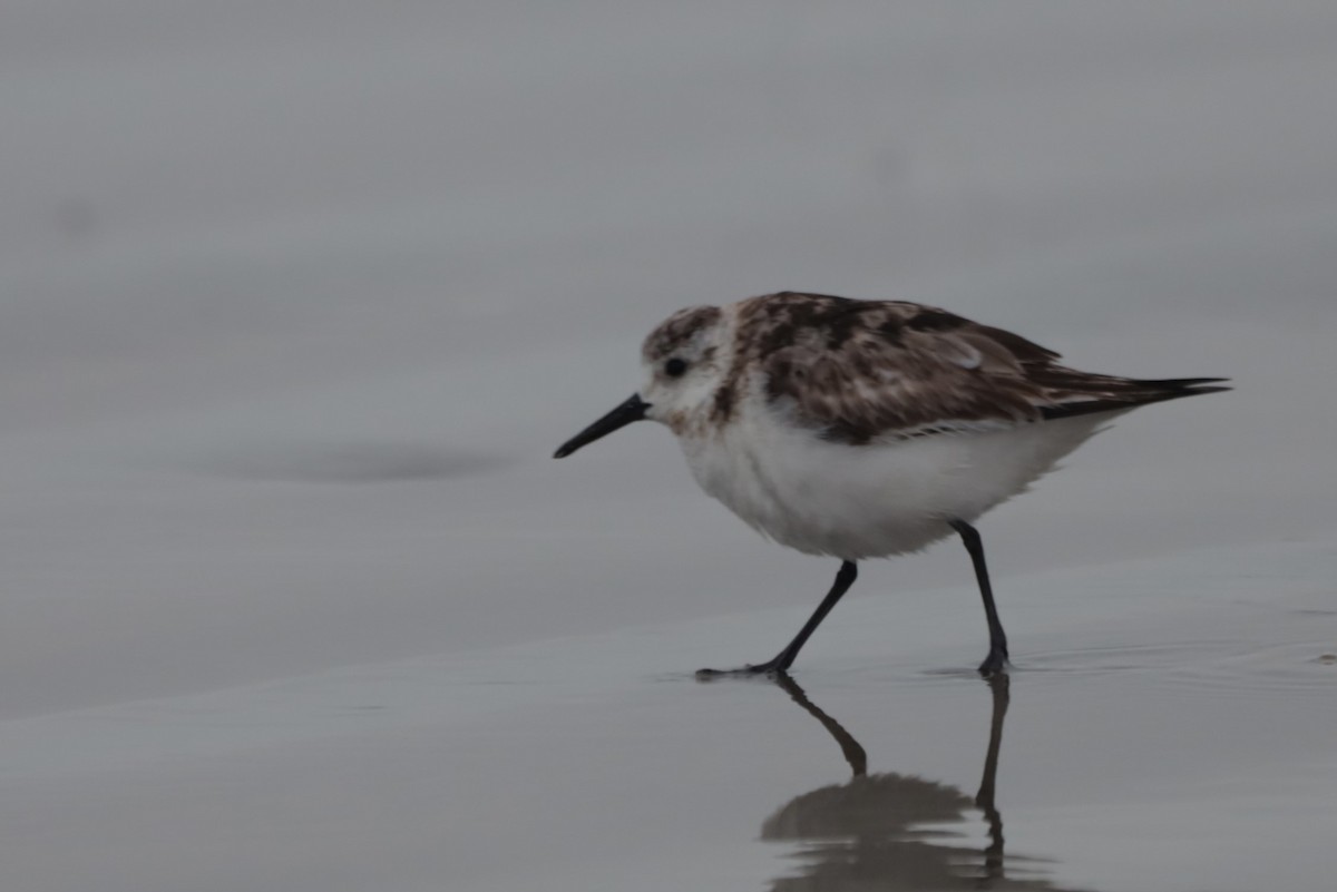 ミユビシギ - ML644500843