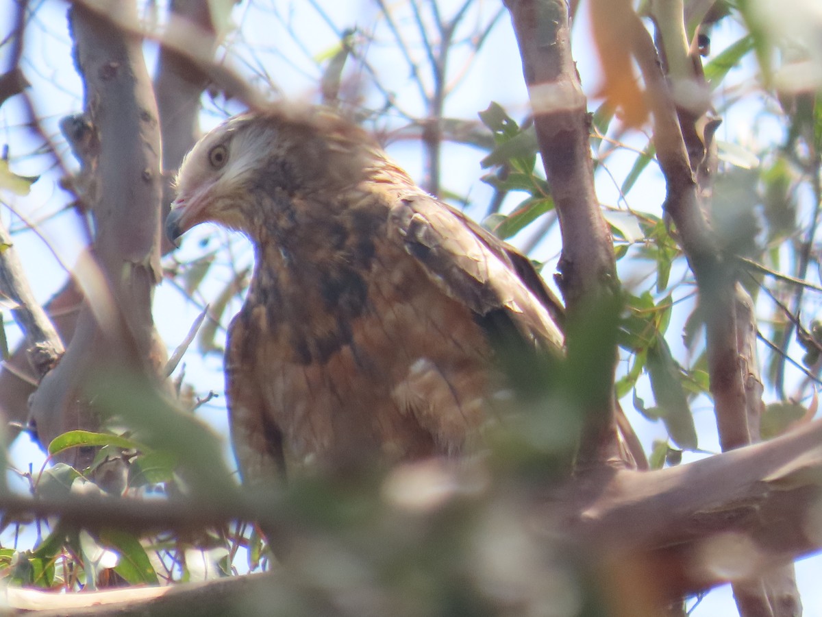 Square-tailed Kite - ML644500848