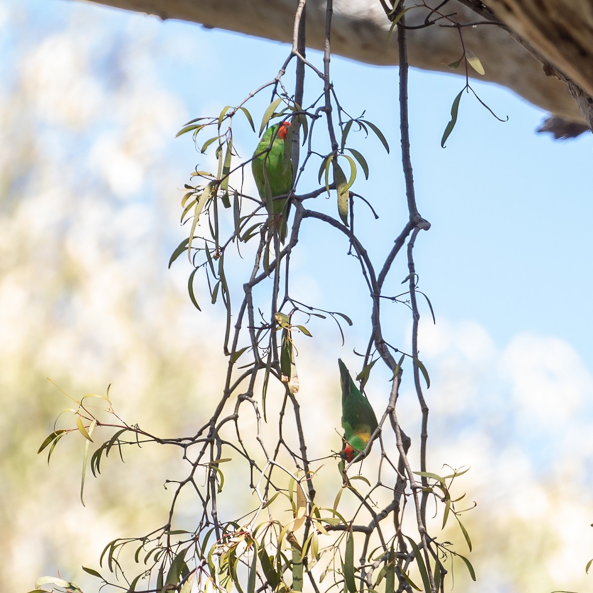rødmaskelori - ML644500851