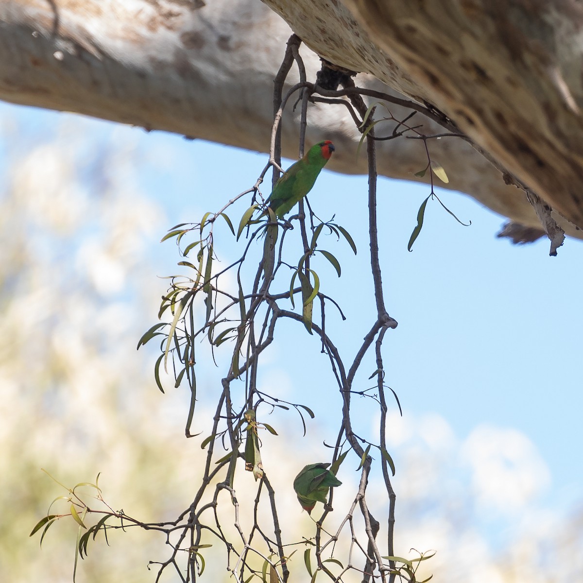 rødmaskelori - ML644500852