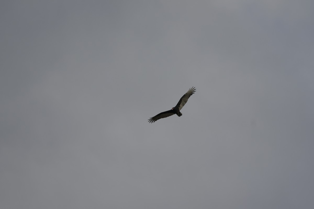 ヒメコンドル - ML644500853