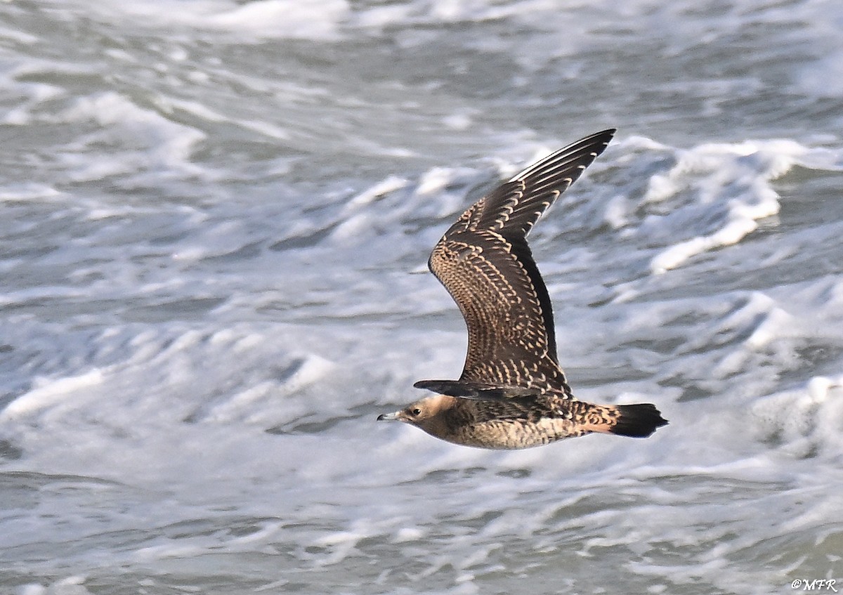 Labbe parasite - ML644500855