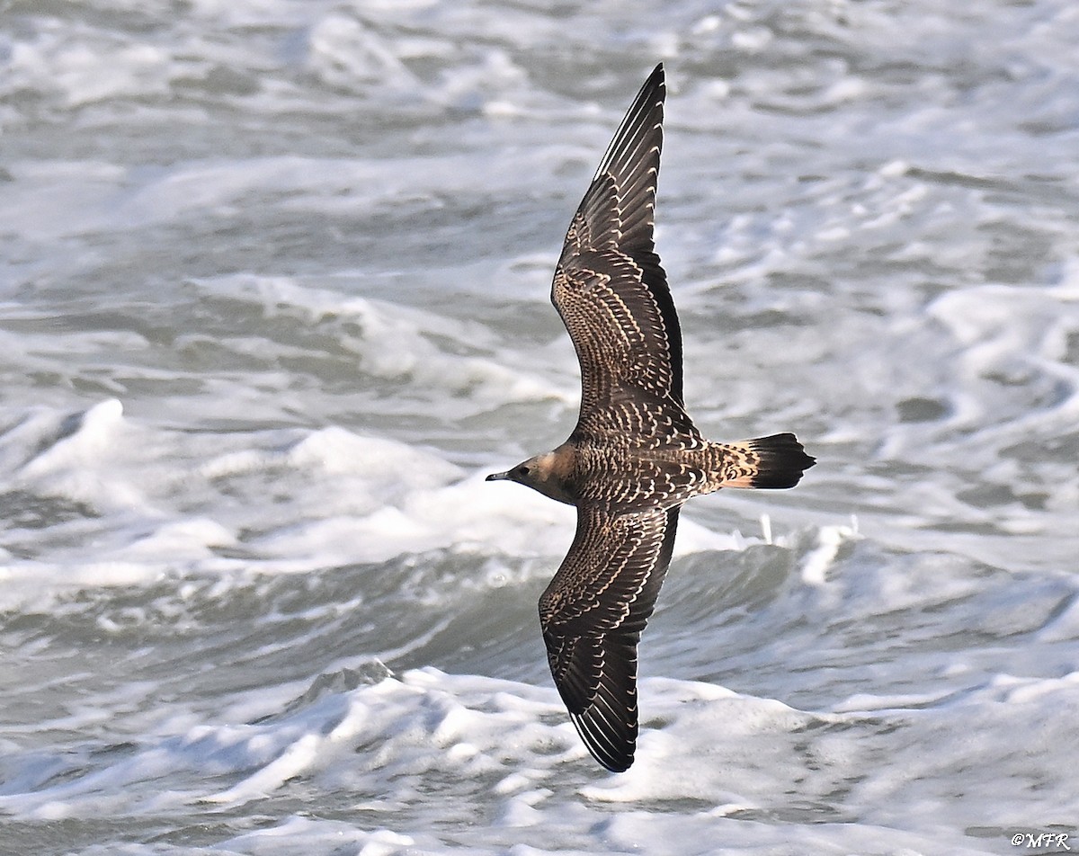 Labbe parasite - ML644500856