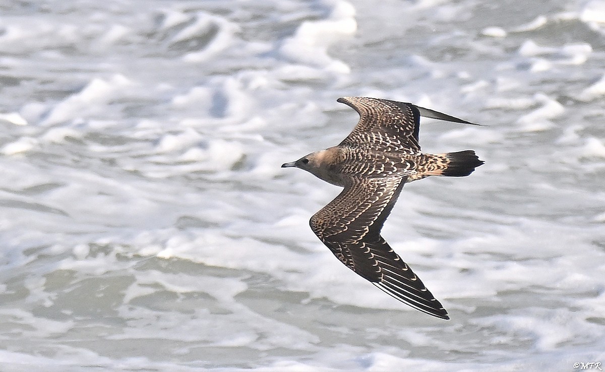 Labbe parasite - ML644500857