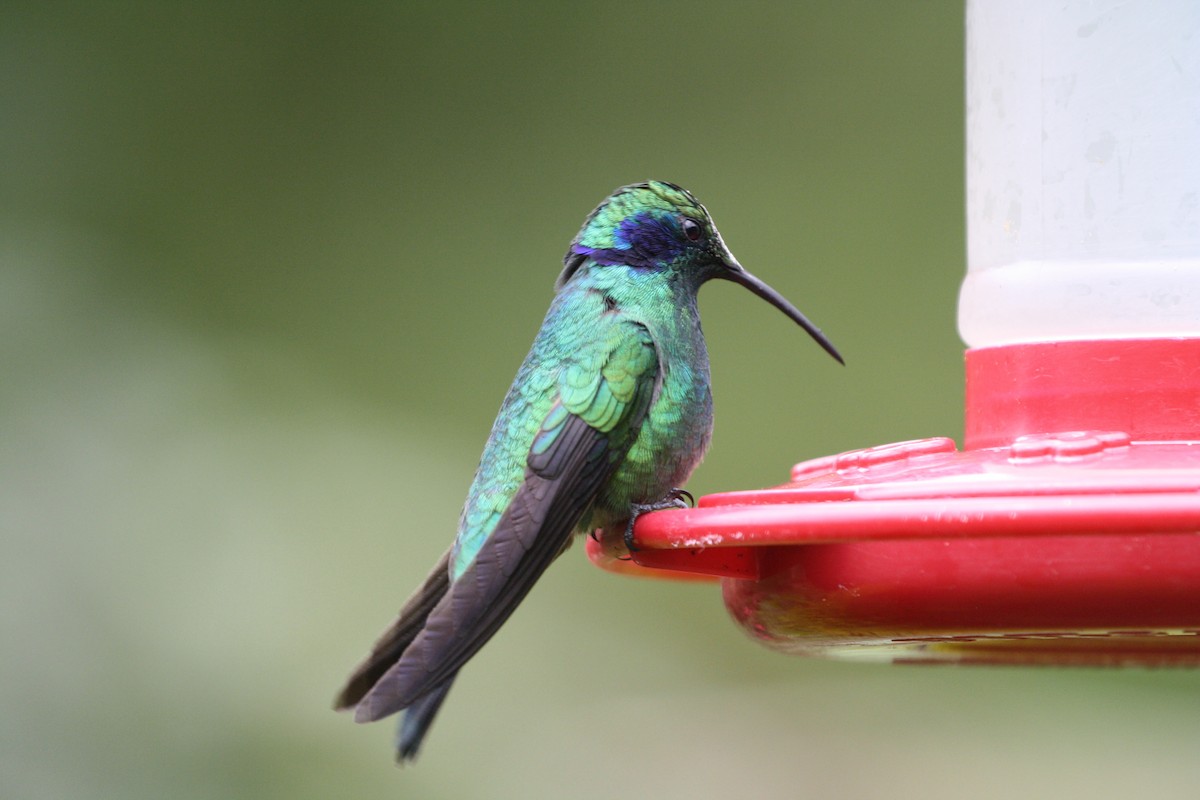 Lesser Violetear - ML644500860