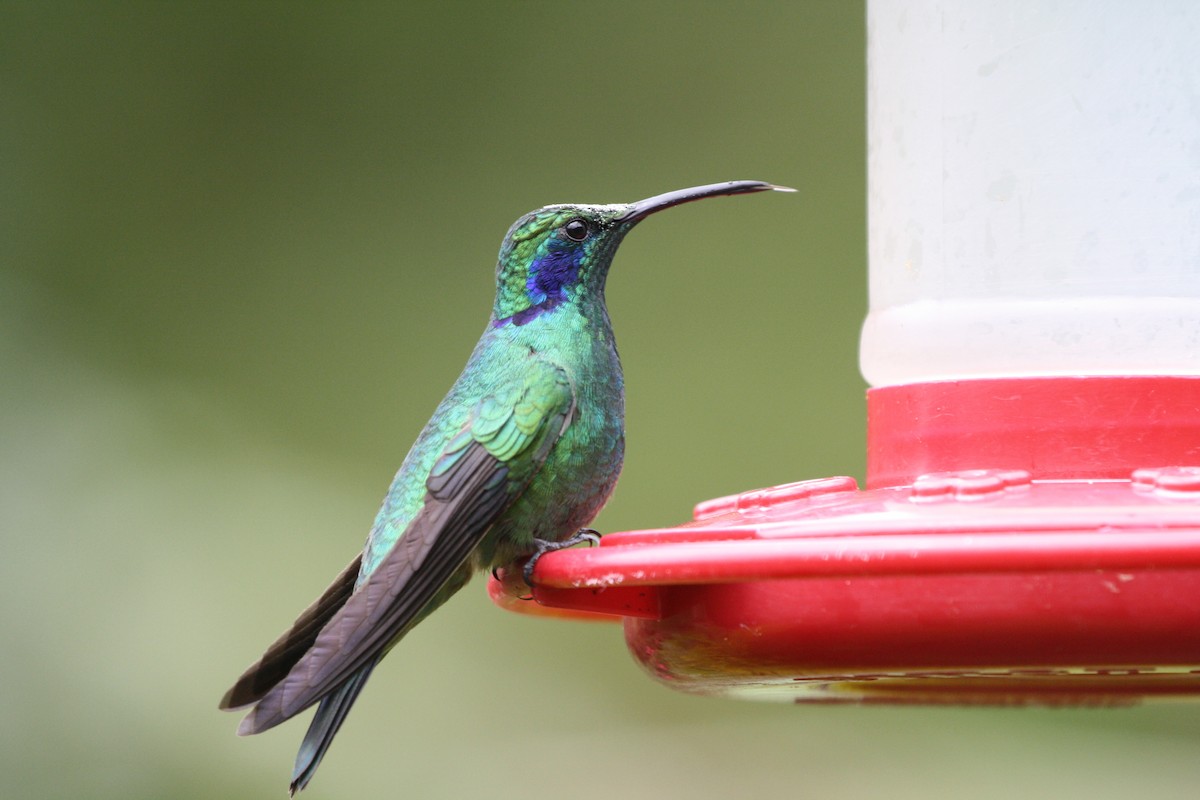 Lesser Violetear - ML644500861