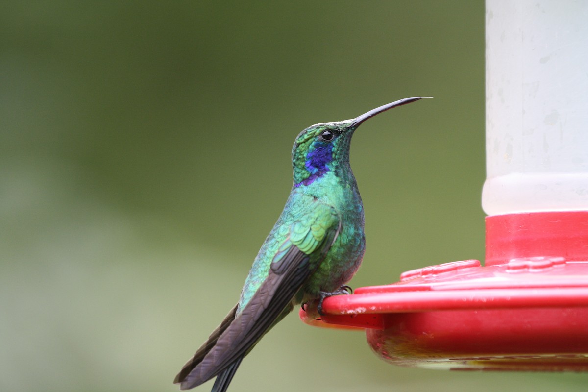 Lesser Violetear - ML644500863