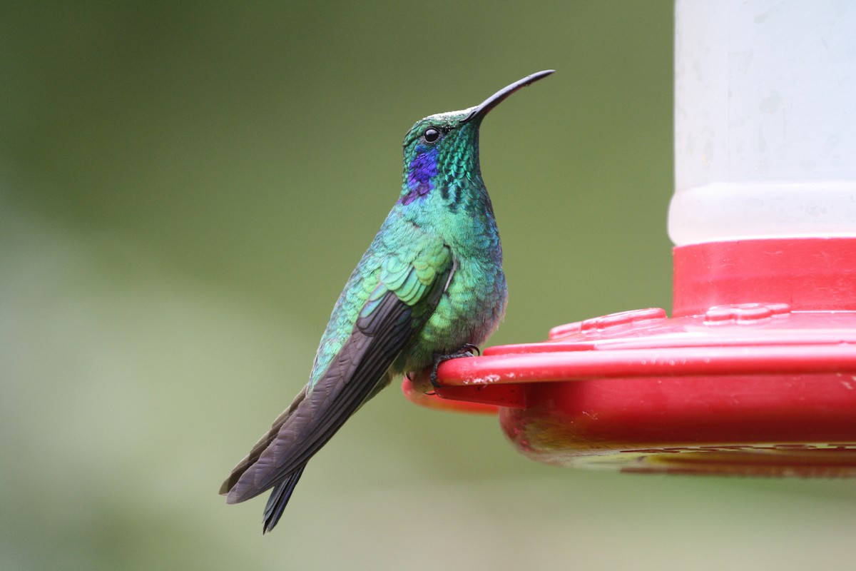 Lesser Violetear - ML644500866