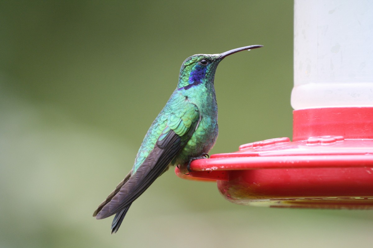 Lesser Violetear - ML644500867