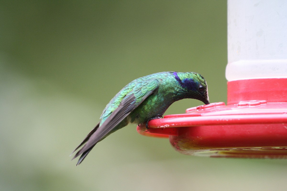 Lesser Violetear - ML644500869