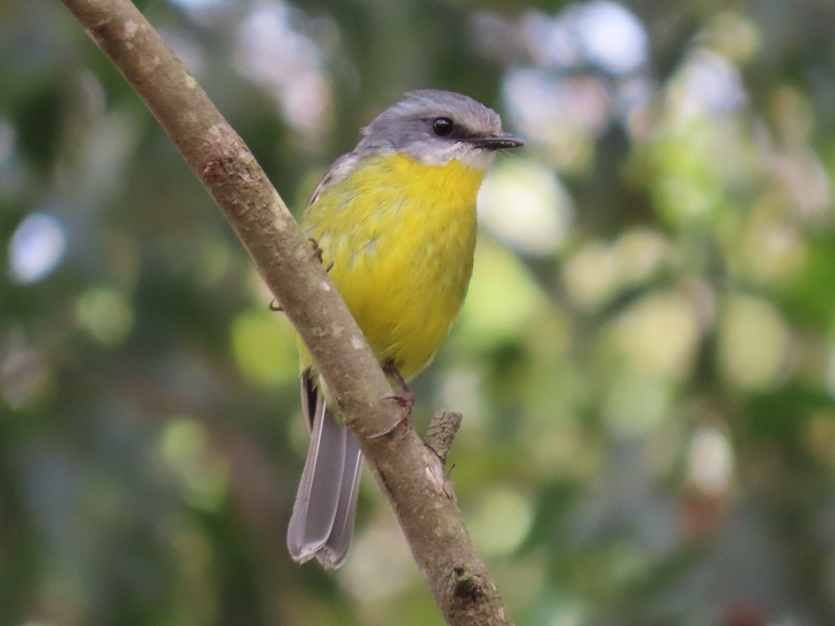 lejsčík žlutý - ML644500884