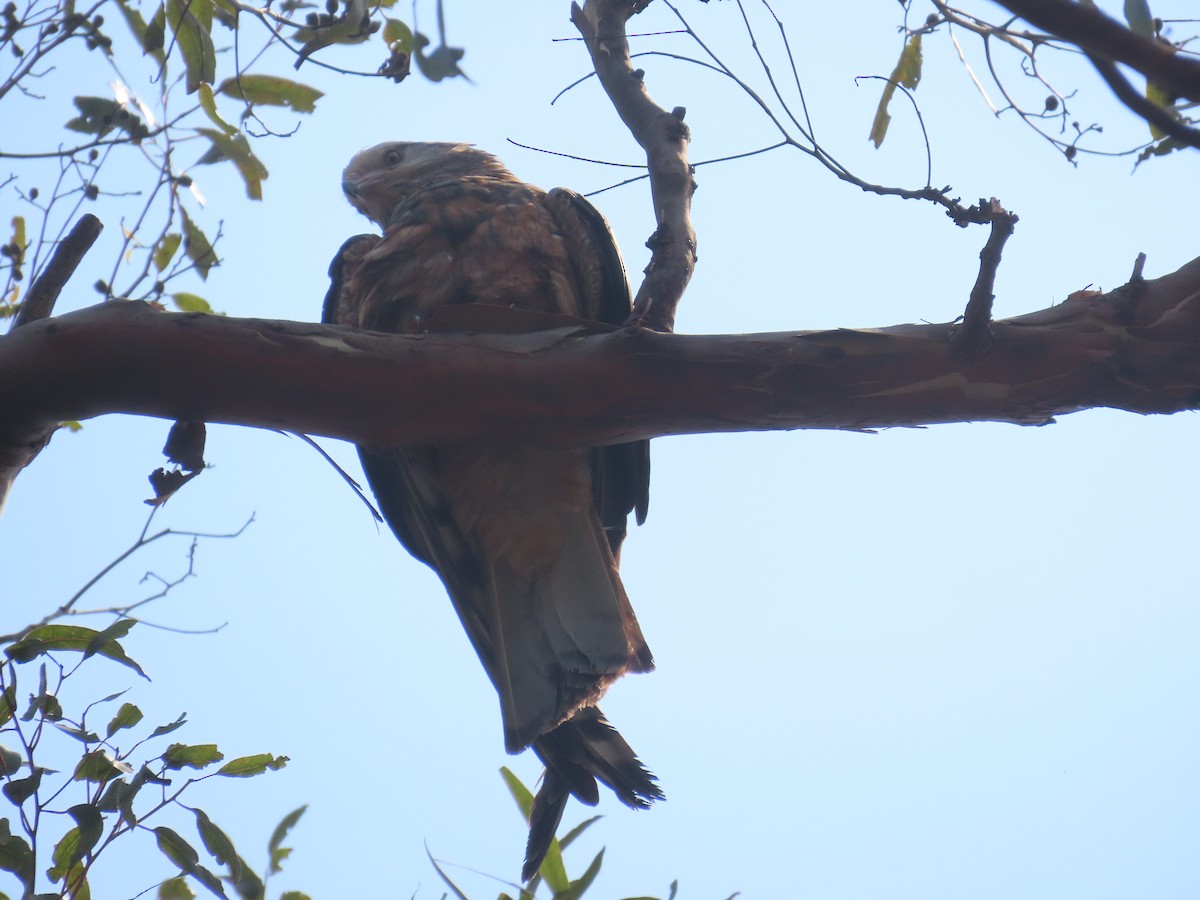 Square-tailed Kite - ML644500886