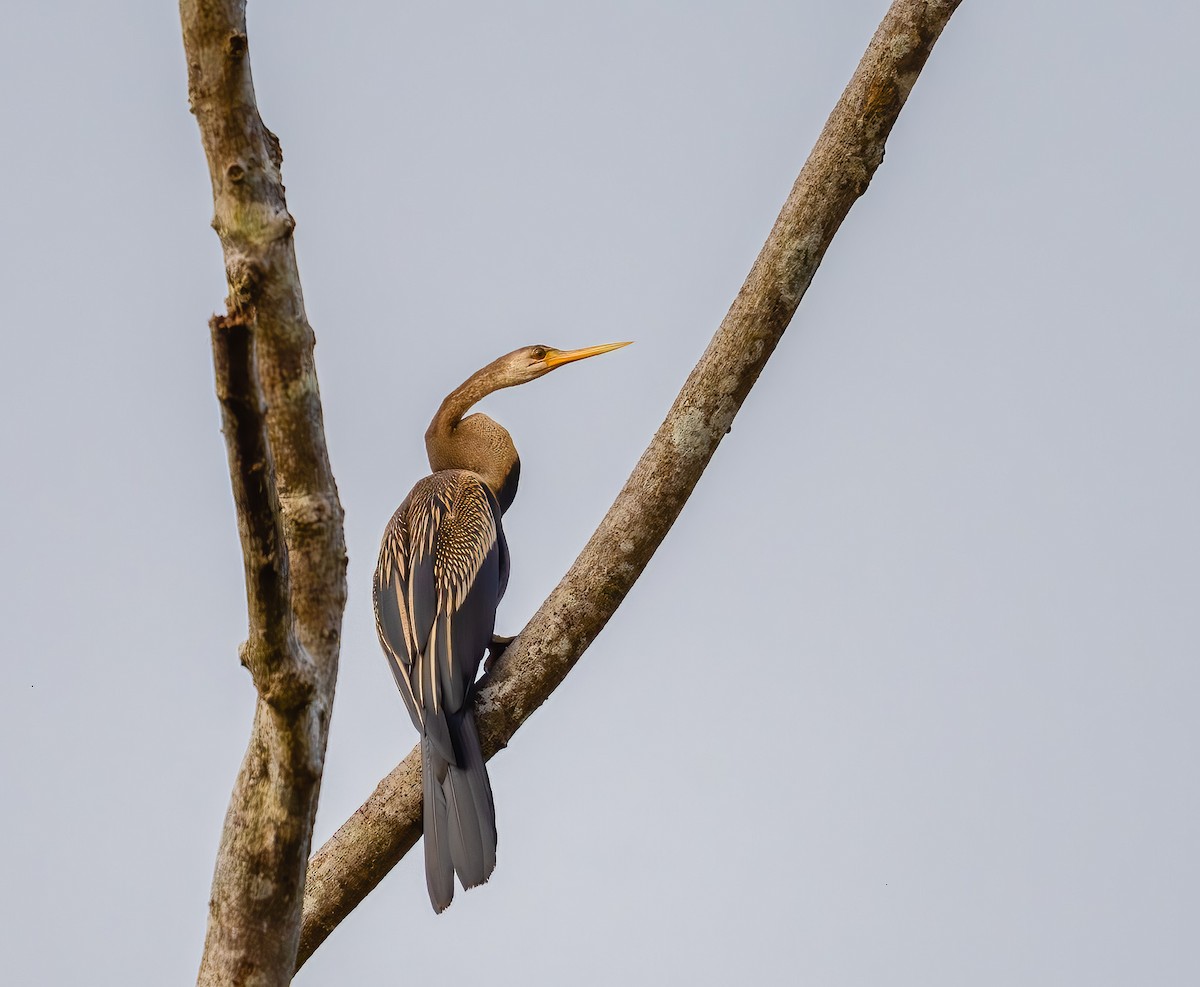 Oriental Darter - ML644500890