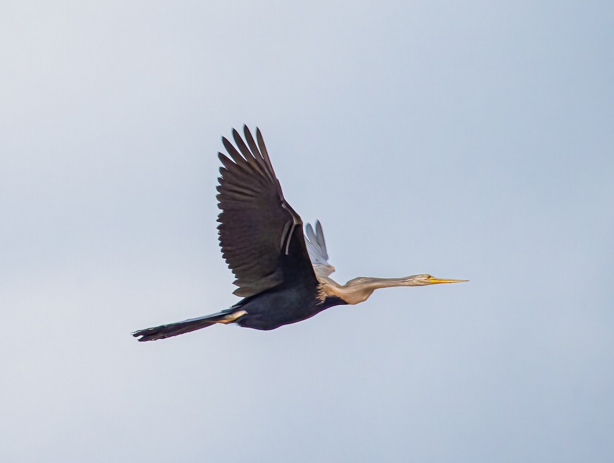 Oriental Darter - ML644500892