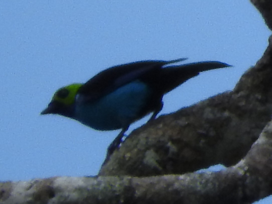 Paradise Tanager - ML644500894