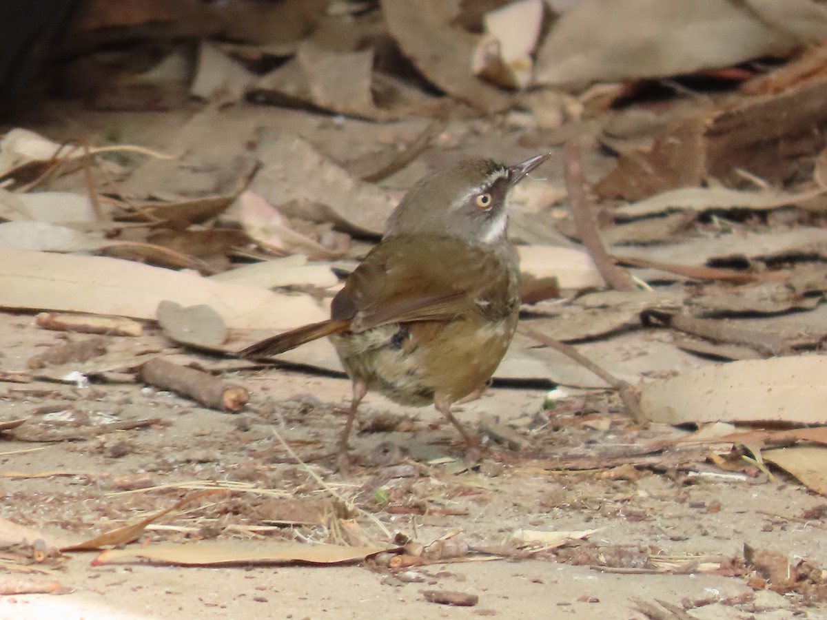 White-browed Scrubwren - ML644500902