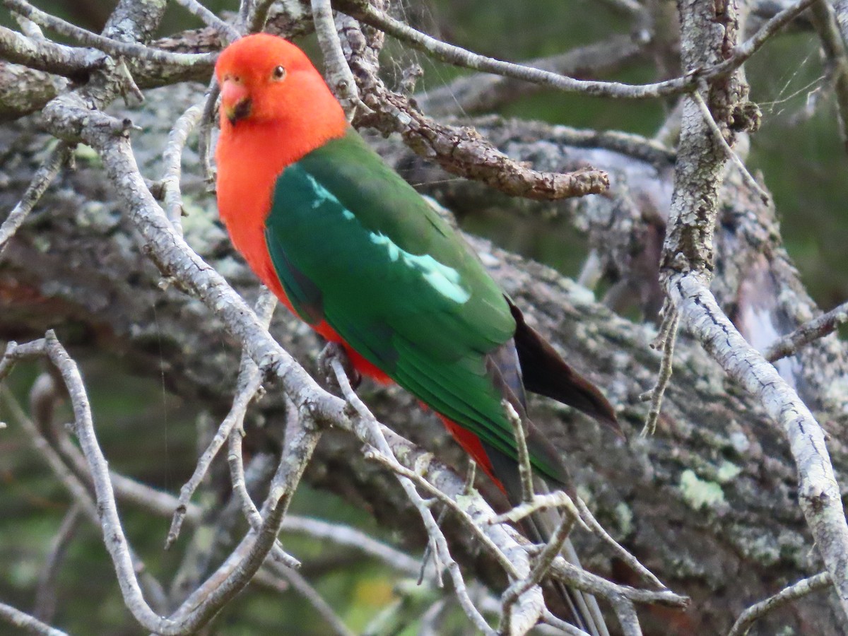 Australian King-Parrot - ML644500925
