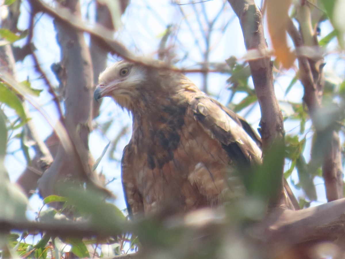Square-tailed Kite - ML644500927