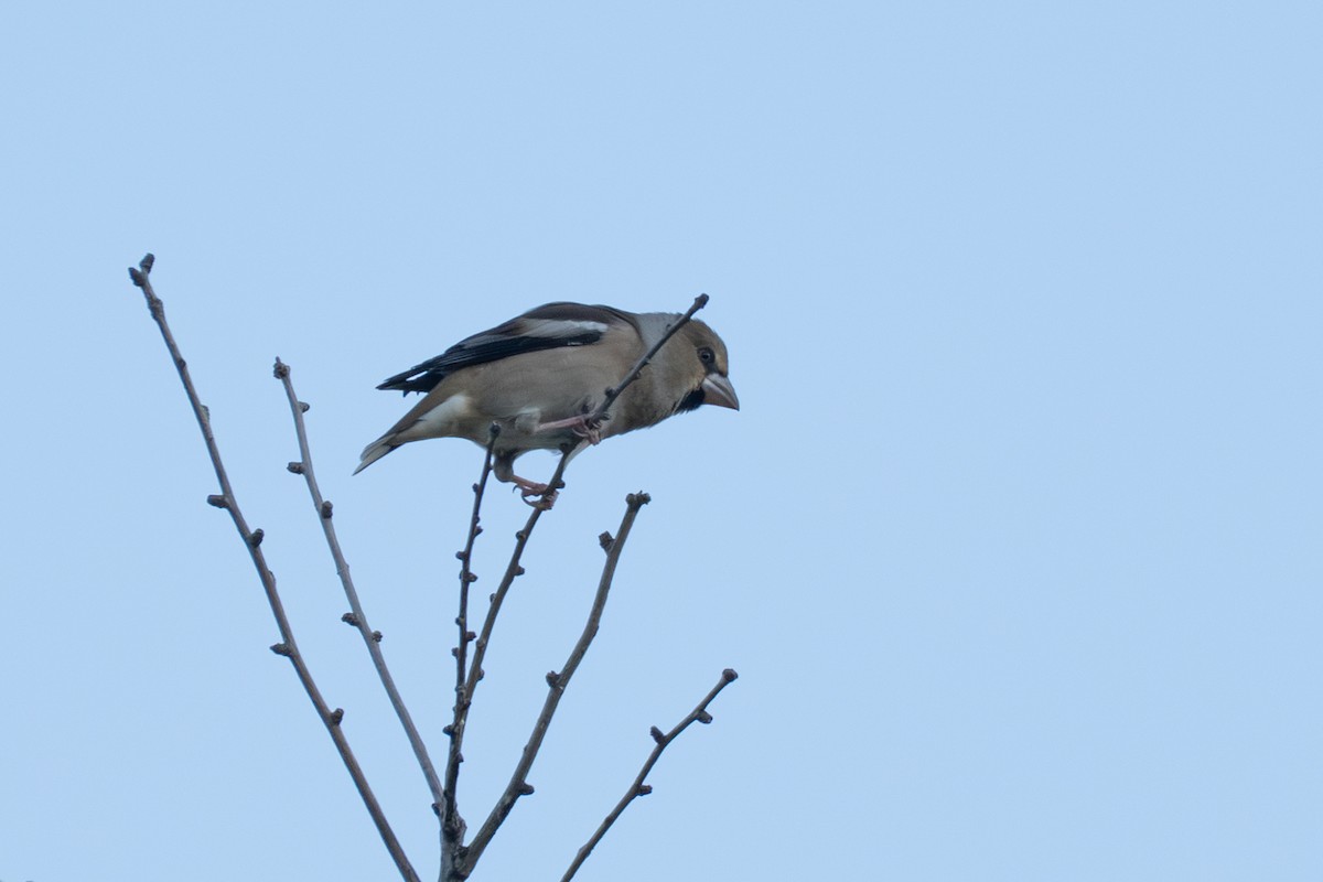 シメ - ML644500935