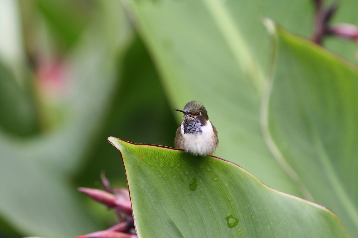 Volcano Hummingbird - ML644500943