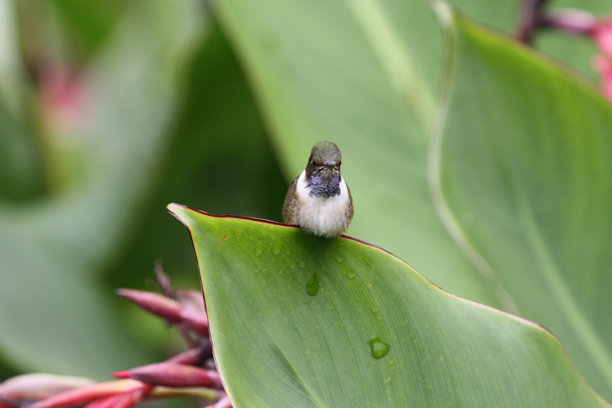 Volcano Hummingbird - ML644500944