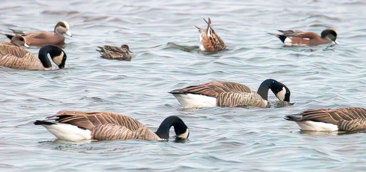 Bernache du Canada - ML644500946