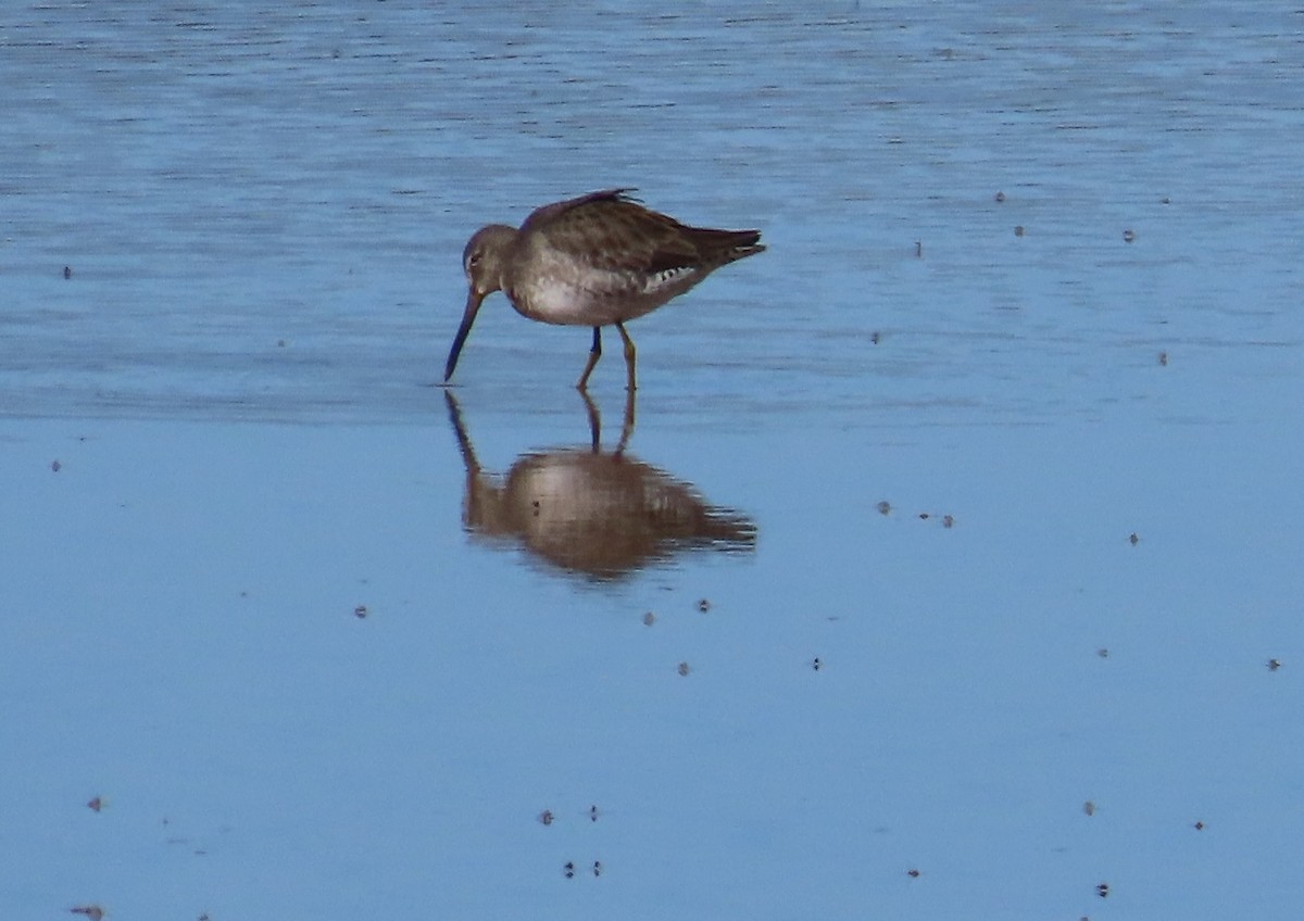 Long-billed Dowitcher - ML644500947