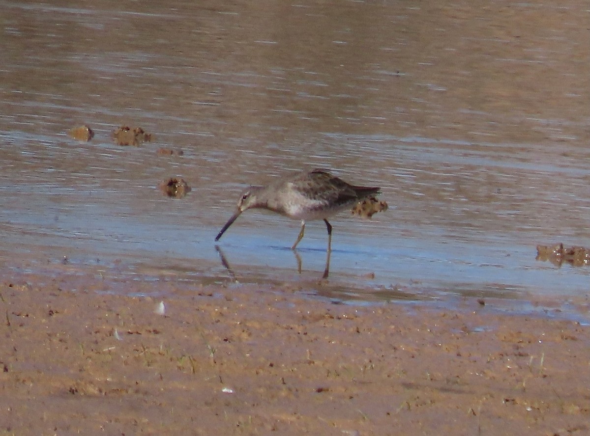 Long-billed Dowitcher - ML644500948