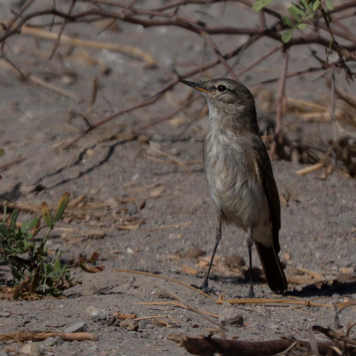 Spot-billed Ground-Tyrant - ML644500949