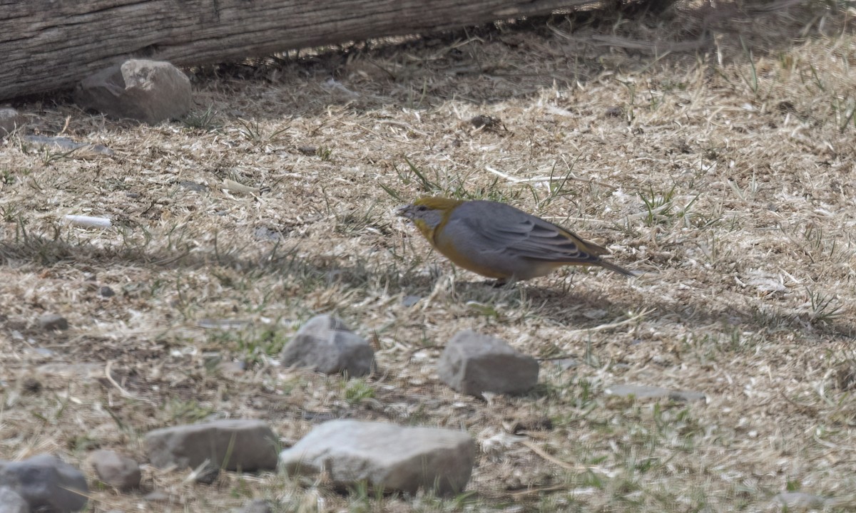 キゴシキンノジコ - ML644500951