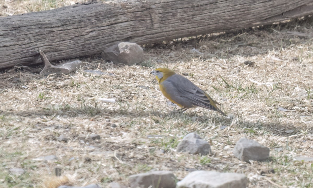 キゴシキンノジコ - ML644500954