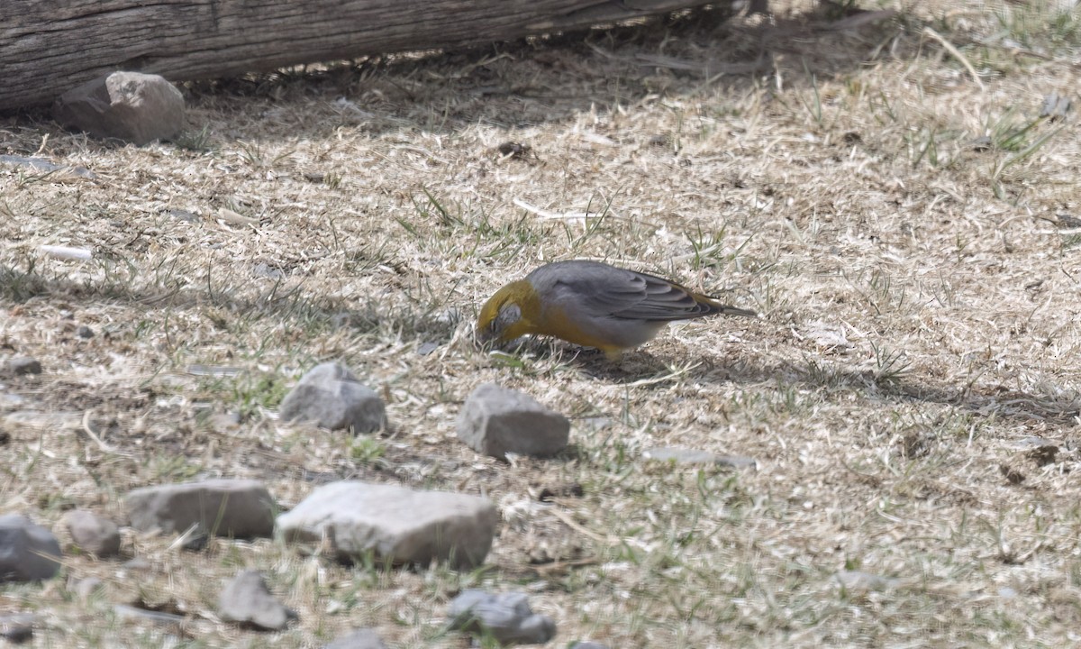 キゴシキンノジコ - ML644500955